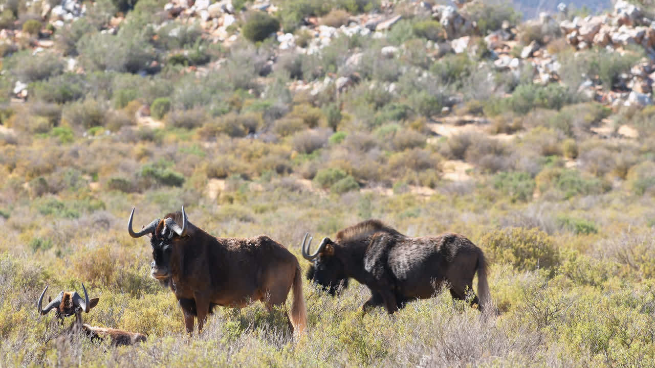 Wildebeest grazing on grassland 4k