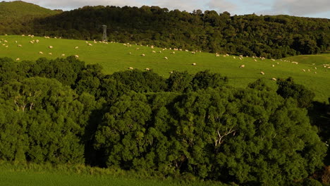 Rebaño-De-Ovejas-Pastando-En-Campo-Verde-En-Nueva-Zelanda,-Vista-Aérea-De-Drones