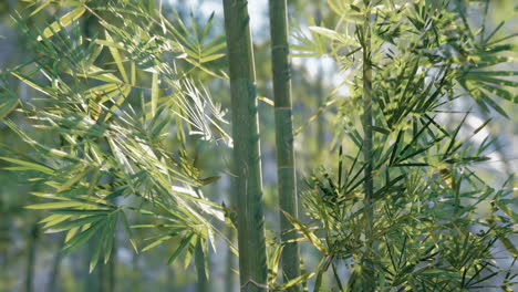 close up of bamboo stalks and leaves in a forest