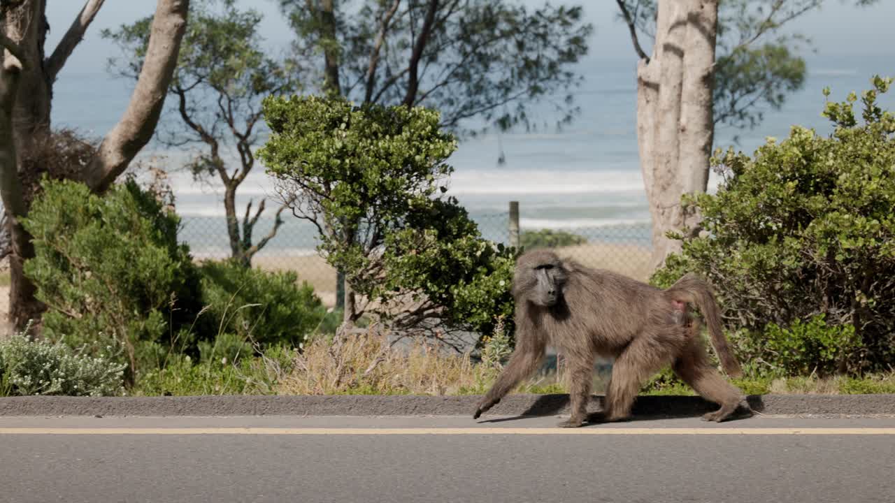 un babuino caminando por un camino cerca de la bahía de kooel, con el océano y los árboles en el fondo