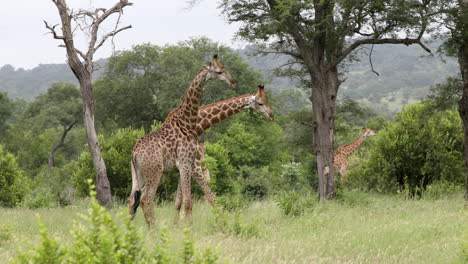 grupo de jirafas de pie en la pradera durante el día en la reserva de caza privada sabi sands, sudáfrica