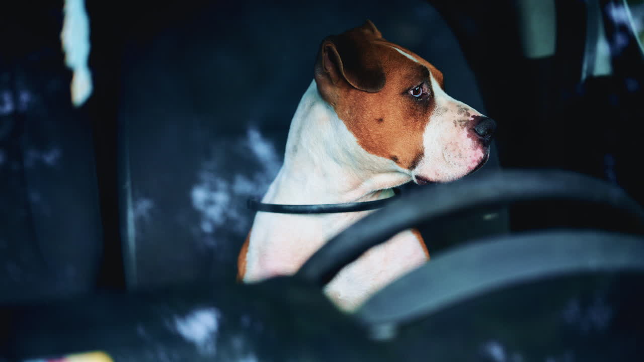 Dog sitting behind the steering wheel inside a parked car, seen through the windshield