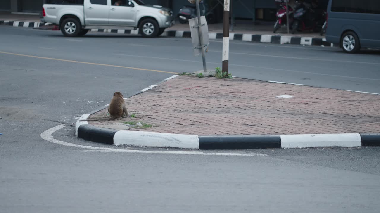 Monkey on a city street corner