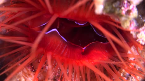 electric flame scallop  pulsating close up