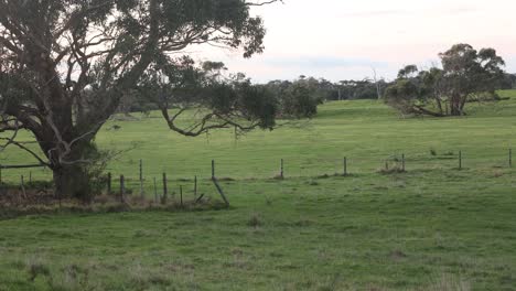 a group of kangeroos jumping in a paddock with a big gum tree in the foreground.