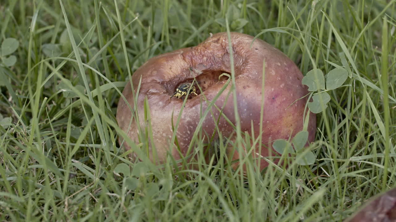 풀 속 에 있는 갈색 사과 의 중간  ⁇ , 사과 에서 나와 구 ⁇  의 가장자리 에 앉아 있는 벌레