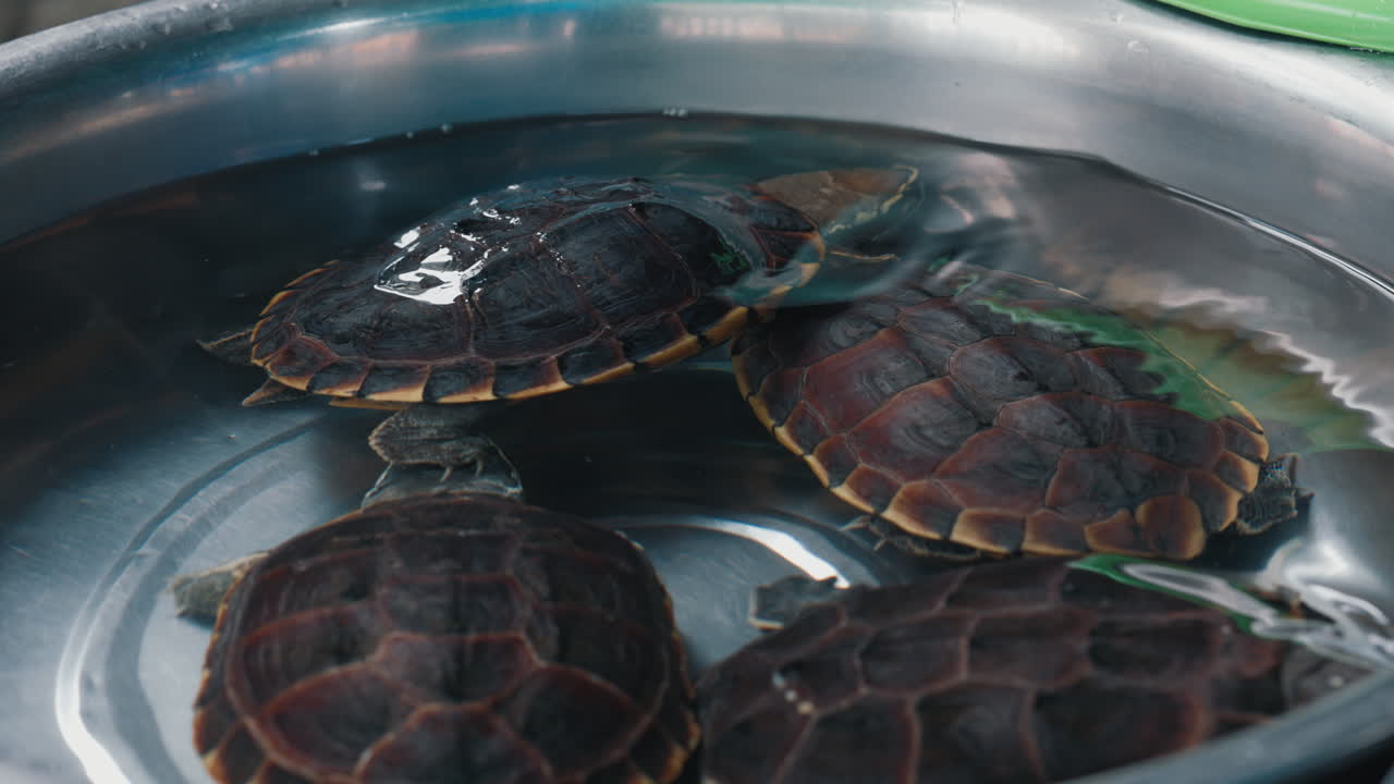 Turtles in a Metal Bowl