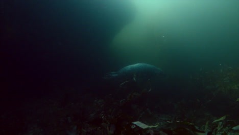 Curiosa-Foca-Gris-Durante-Una-Inmersión-En-Agua-Fría