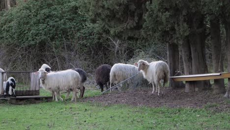 Cute-lamb-and-sheep-hanging-out-under-trees-in-Sardinia,-Italy