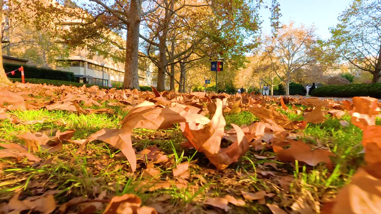 풀이 많은 공원 에 어져 있는 잎 들