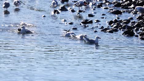 seagulls interact playfully in the sunlit waters of akaroa, new zealand, amidst rocky shores and gentle waves