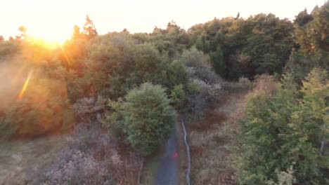 Fliegen-In-Richtung-Sonne-über-Wald