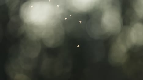 vuela a la luz del sol