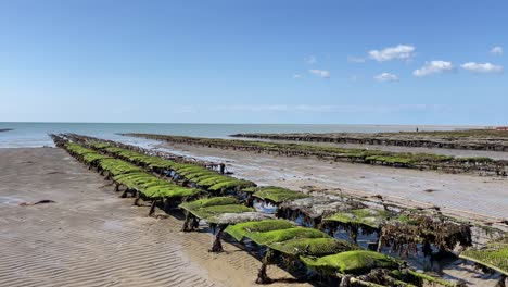 gran granja de mariscos en la playa de arena, cultivo de ostras y mejillones, negocio de mariscos