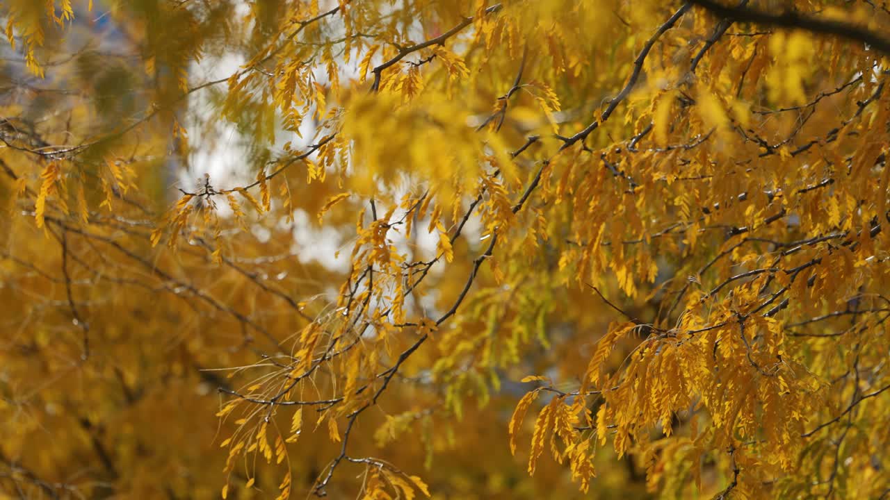 árbol con hojas amarillas en otoño - cerrar