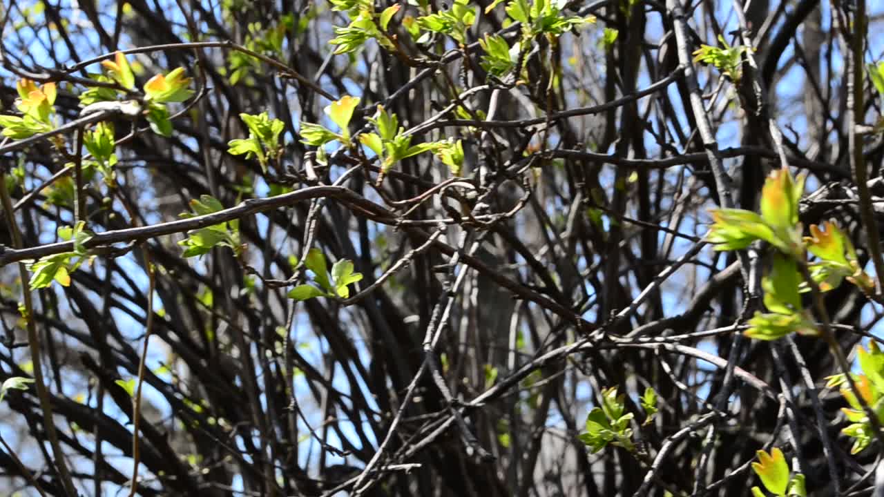 Albero primaverile. Sfondo di foglie