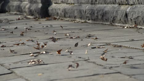 leaves blowing in strong wind during fall on walkway in city on pathway ground - dry leaves blowing in wind with wind gusts and moving across concrete ground early winter late winter late fall
