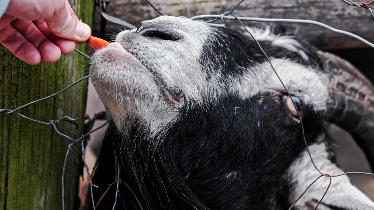 An adult goat being fed a carrot through a metal fence at a petting zoo