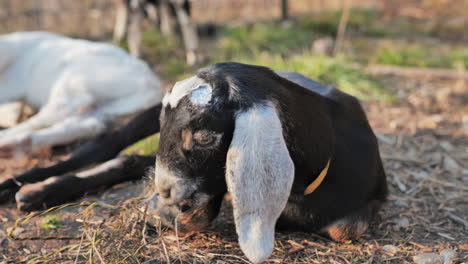 black baby goat lying in shade, nibbling on small clump of grass and rope