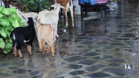 several goats nibbling on indoor greenery.