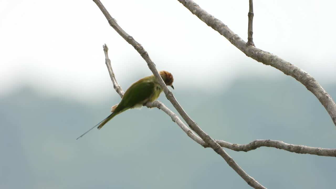 bbee 사냥꾼 in tree chilling uhd mp4 4k