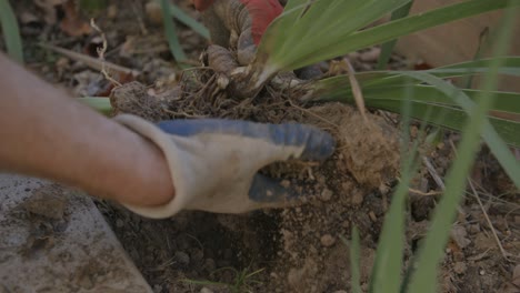 slow motion footage of a man pulling up irises with his hands out of the ground