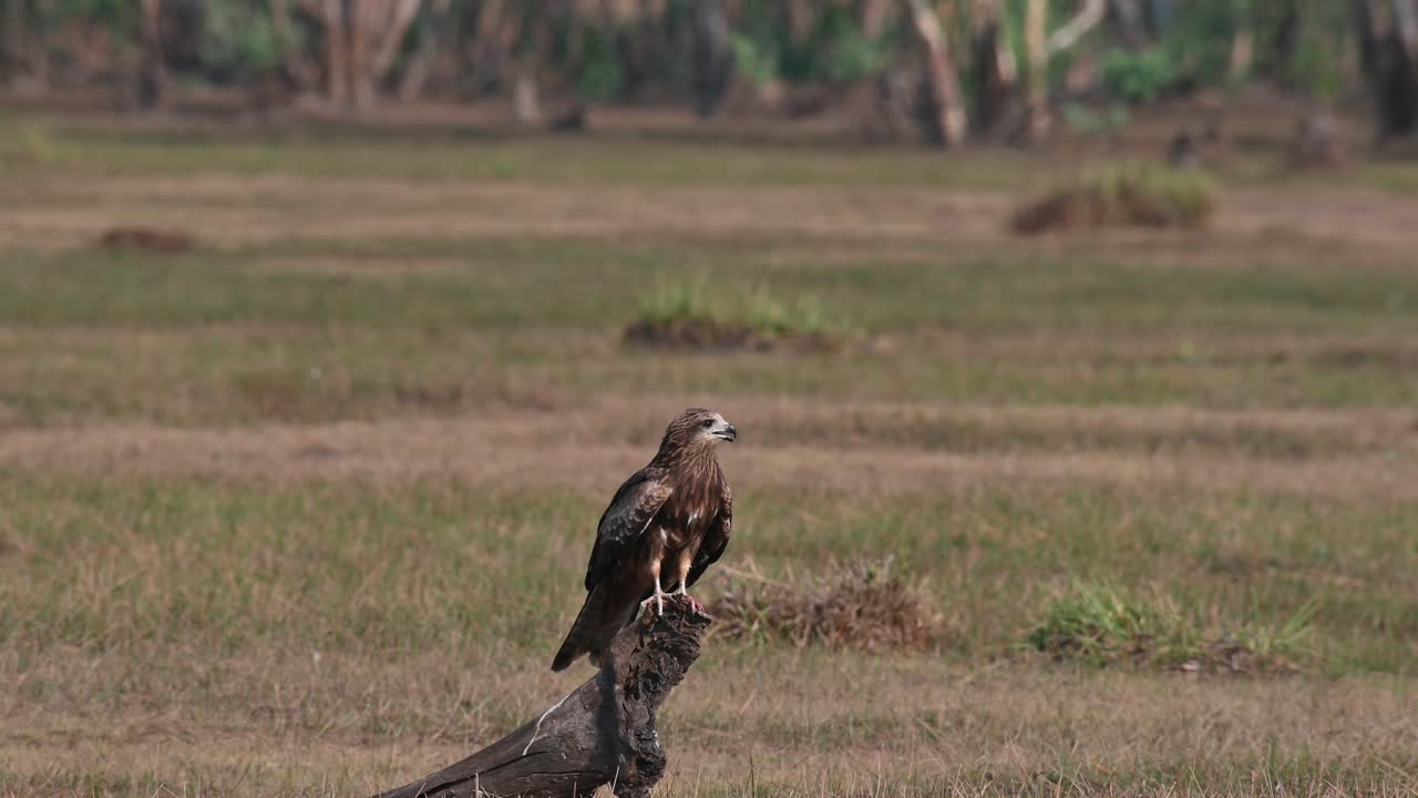 cometa de orejas negras milvus lineatus encaramado en un árbol caído que sobresale de la pradera en pak pli mirando alrededor, nakhon nayok, tailandia