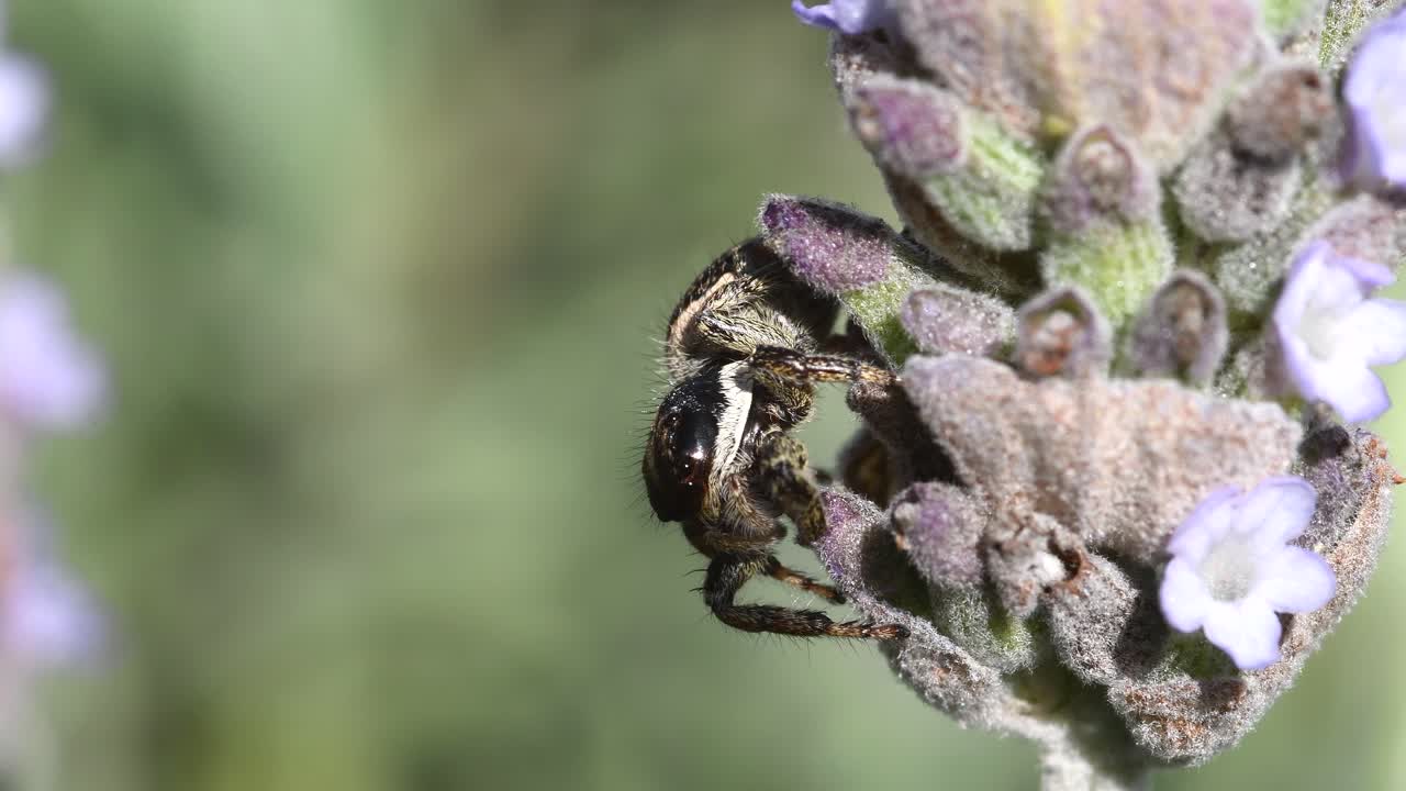araña saltadora en una flor de lavanda contra un fondo borroso verde claro
