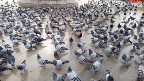 Viele-Tauben-Füttern-In-Einem-Park