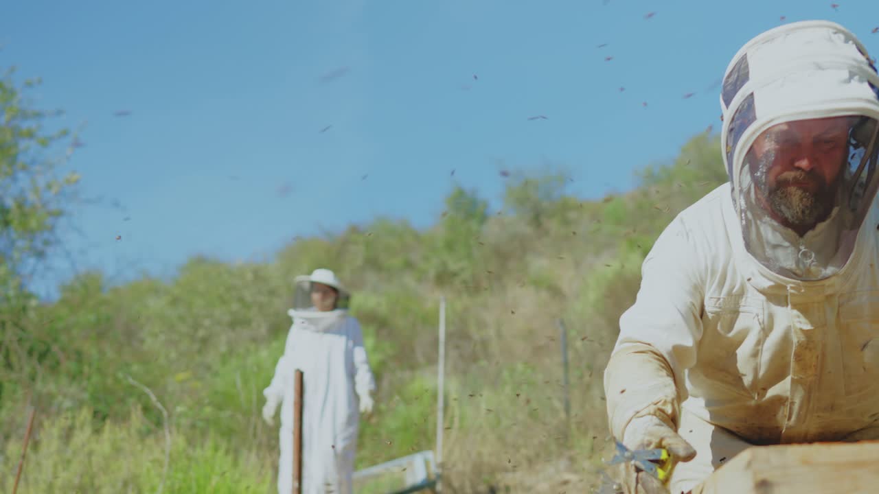 Beekeepers working with beehives surrounded by bees on a sunny day
