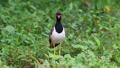 Der-Rotlappenkiebitz-Ist-Einer-Der-Häufigsten-Vögel-Thailands