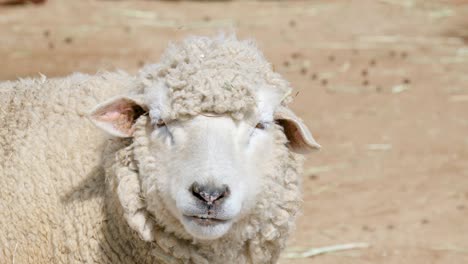 young sheep furry animal in a farmyard on sunny day