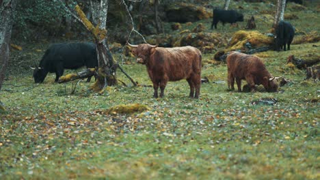 a herd of the fluffy highlander cows grazing on a rocky field