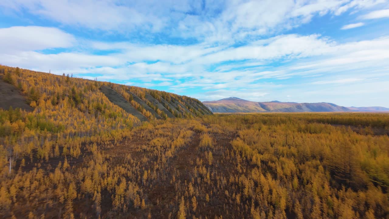 Majestic drone views unveil a vibrant canvas of golden foliage nestled in a serene mountainous terrain, capturing nature's splendor in the heart of autumn’s embrace.