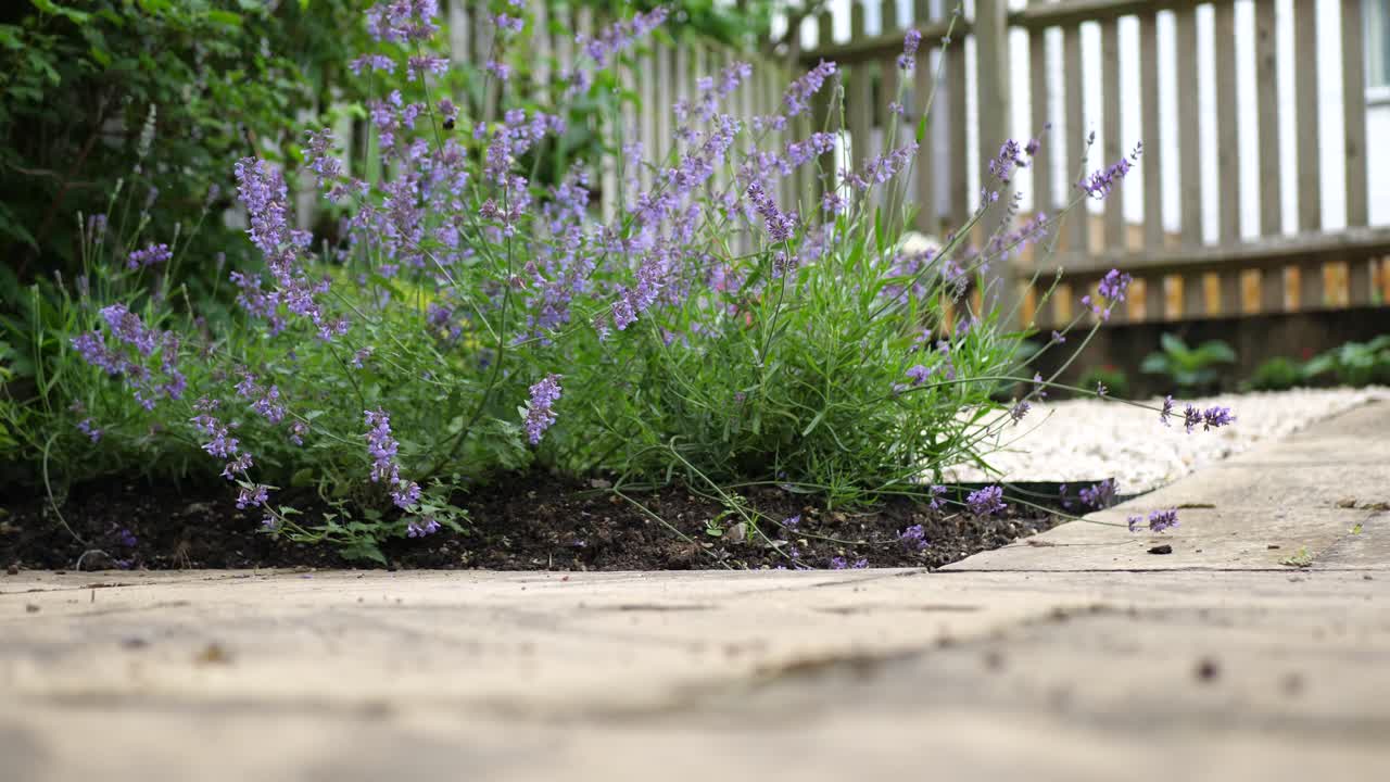 밖에 있는 길에 앉아 있던 새끼 고양이가 갑자기 돌아서서 카메라를 향해 달려갑니다