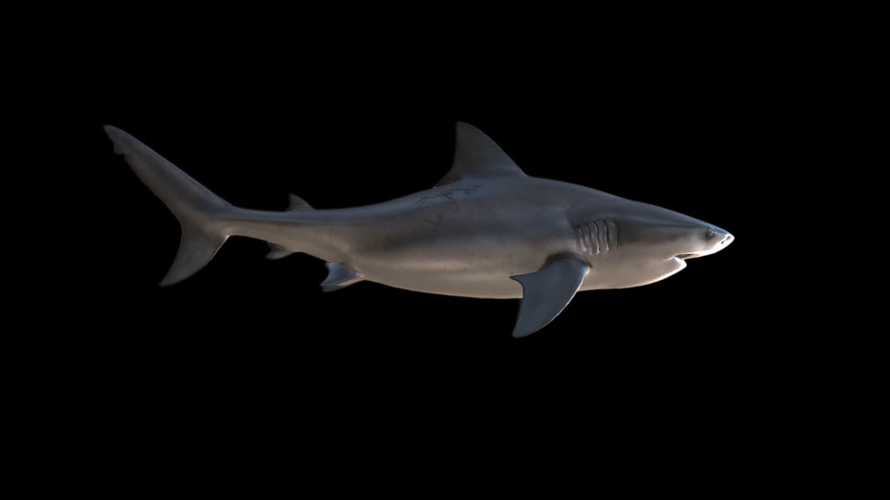 View Side Of Shark Swims And Attack With Alpha Channel