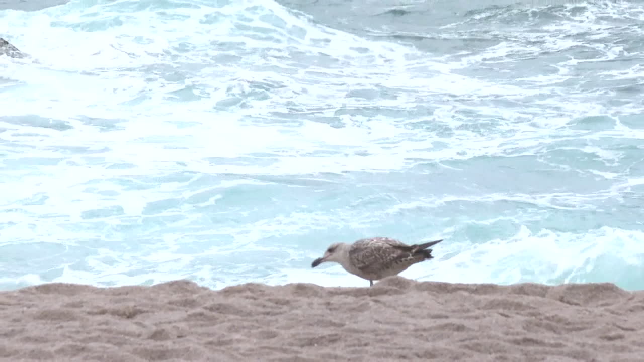 Seagull on the Coastline During a Stormy Day