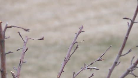 a male and female red-winged blackbird fly away - static slow motion