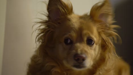 Closeup-of-greek-Kokoni,-medium-sized-breed-dog