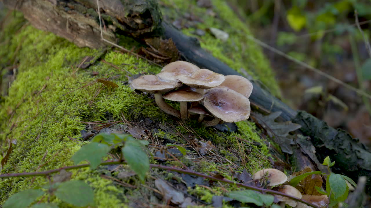 가을의 자연색 풍경, 거리에 낙엽이 떨어지는 느낌