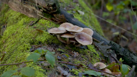 una impresión de la escena de color de la naturaleza en otoño, hojas cayendo en las calles