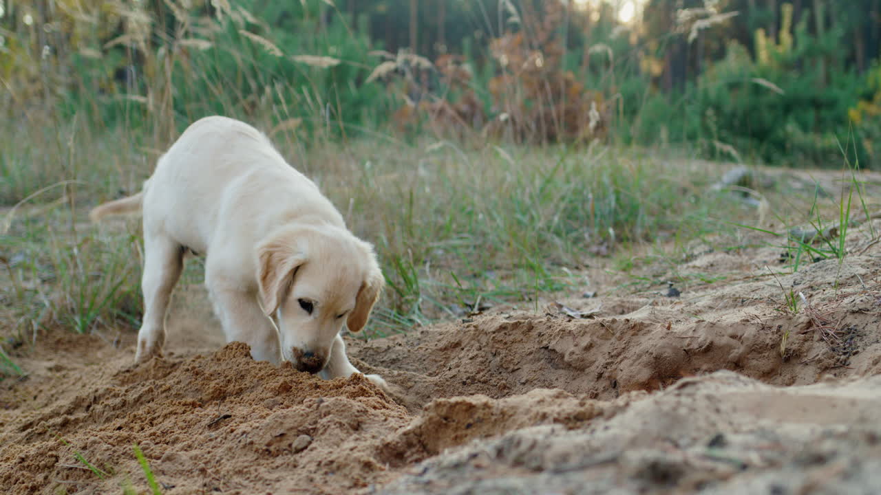 Un cachorro explorador cava un hoyo en la arena, un divertido paseo con un perro en un bosque de pinos