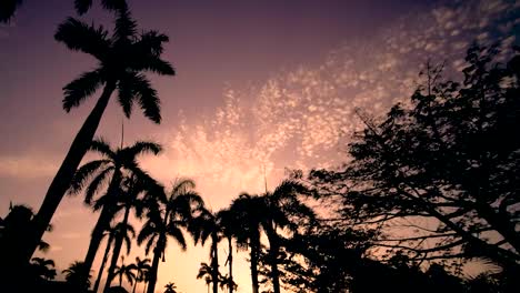 watch fast-moving clouds sweep across a glowing puerto rican sky as palm trees sway in golden hour light. a stunning tropical timelapse capturing nature’s rhythm and the beauty of island dusk