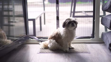 Boomer-dog-sitting-waiting-patiently-at-back-door,-medium-shot