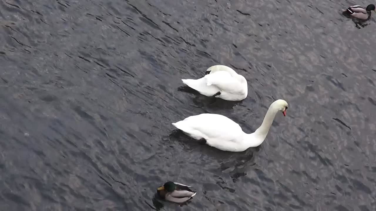 cisnes y patos 9 segundos hd 50 fps 00333