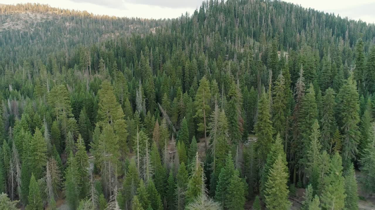Aerial Panning Shot Flying Over Trees and Road in Sequoia at Sunset