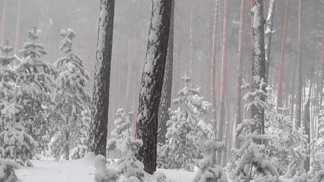 Toma-Cinematográfica-De-Nieve-En-Invierno,-En-Un-Bosque