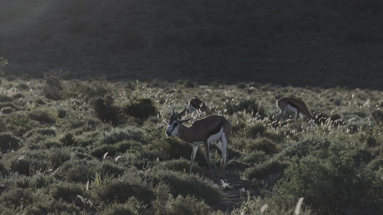 Several antelope graze quietly across a shadowed grassland slope as soft side light skims the low shrubs.