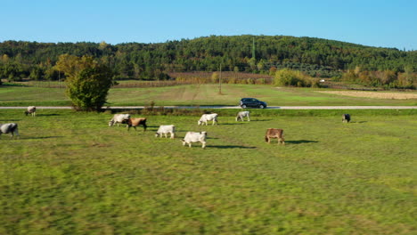 Toma-Aérea-De-Un-Camión-Conduciendo-A-Través-De-Campos-De-Vacas-En-Un-Paisaje-Europeo-Típico