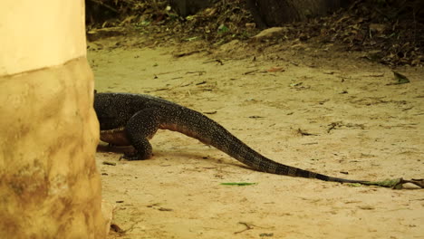 Vista-Del-Lagarto-Tropical-Gigante-Arrastrándose-Por-La-Playa-De-Rai-Leh-En-Krabi,-Tailandia